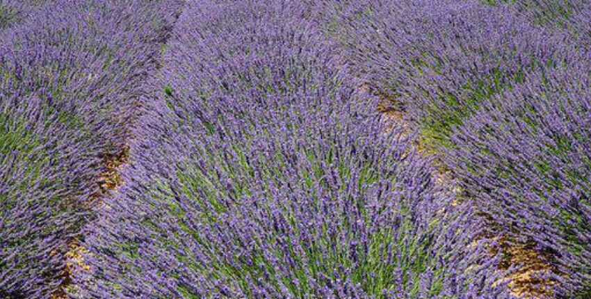 Aix en Provence Aix les Mille: privačiu lėktuvu nuoma