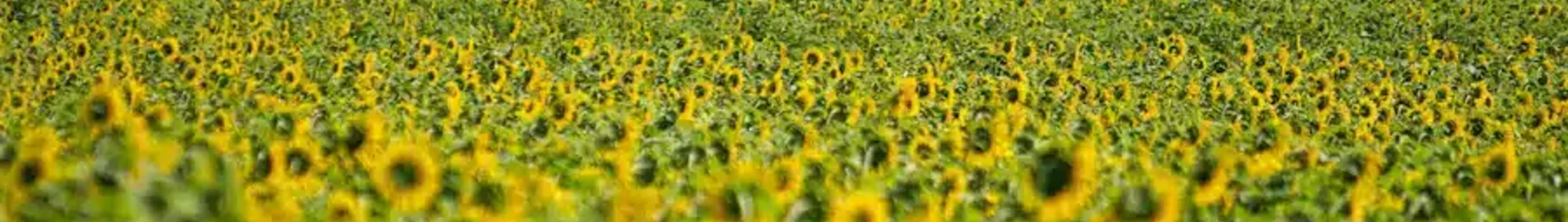 Bad Voslau: privačiu lėktuvu nuoma