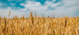 Chmelnickis : privačių lėktuvų nuoma