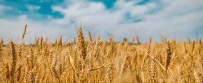 Černobajevka : privačių lėktuvų nuoma