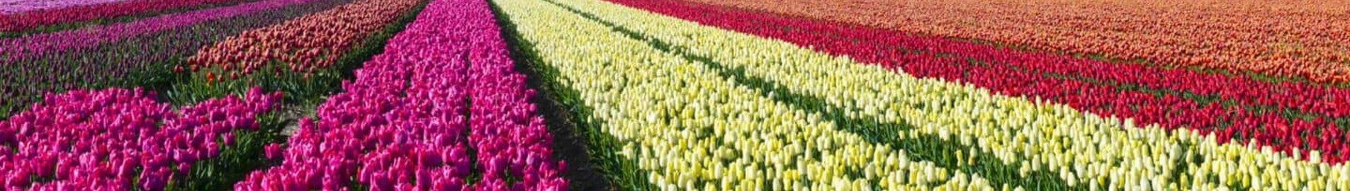 Hoogeveen: privačių lėktuvų vieta