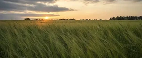 Kemerovas : privačių lėktuvų nuoma