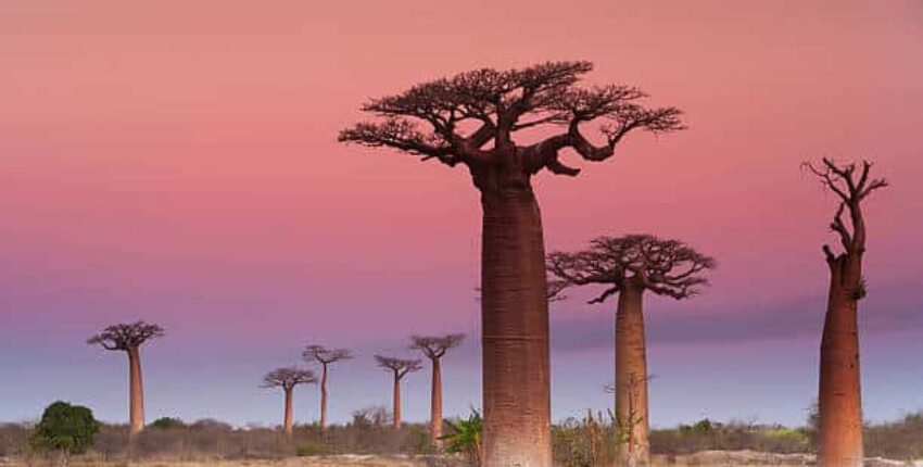 Madagaskaras : Privačiu lėktuvu nuoma