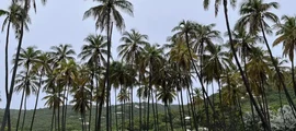 Mustique : privataus lėktuvo nuoma