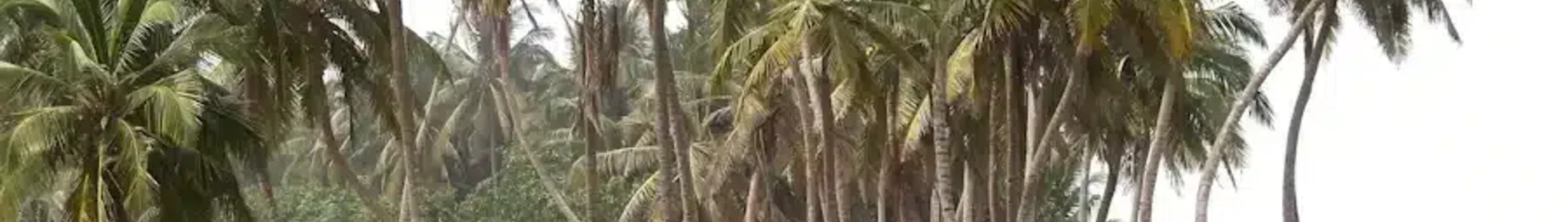 Sunyani : privačių lėktuvų nuoma