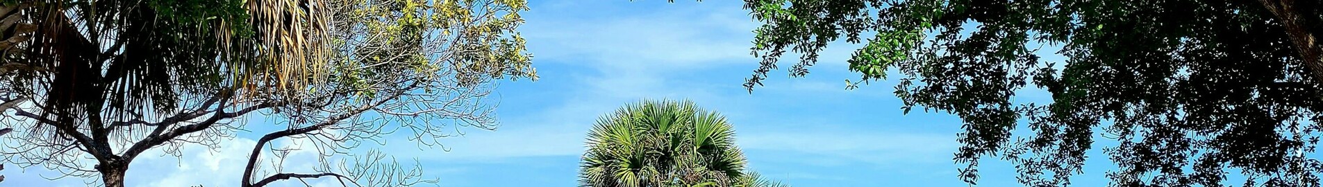 Los Andželas - Tampa : privataus lėktuvo nuoma