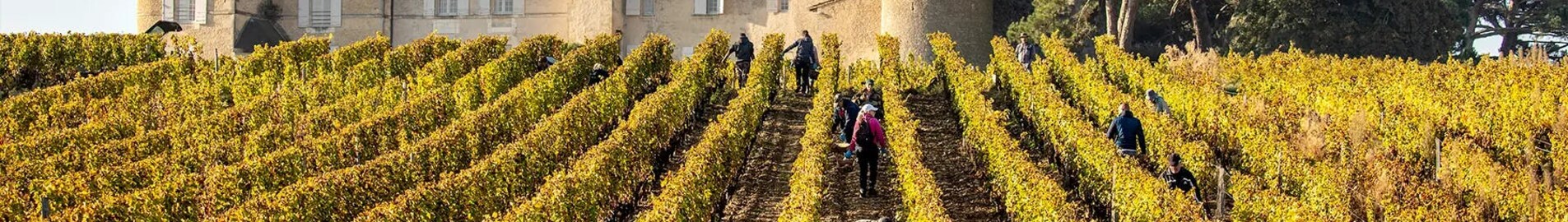 Bordo vynuogynai: skrydis sraigtasparniu