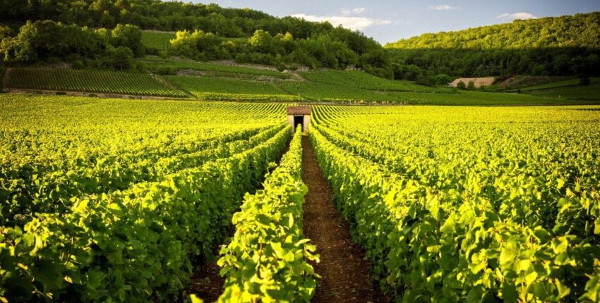 Burgundijos vynuogynai: patirtis su sraigtasparniu